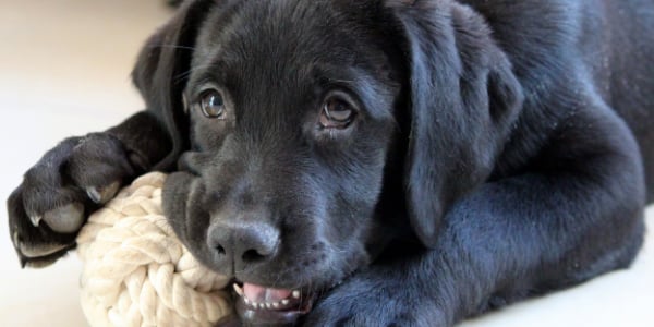 What to give puppies to chew clearance on